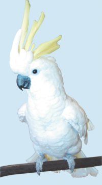 Snowy the Greater Sulphur Crested Cockatoo